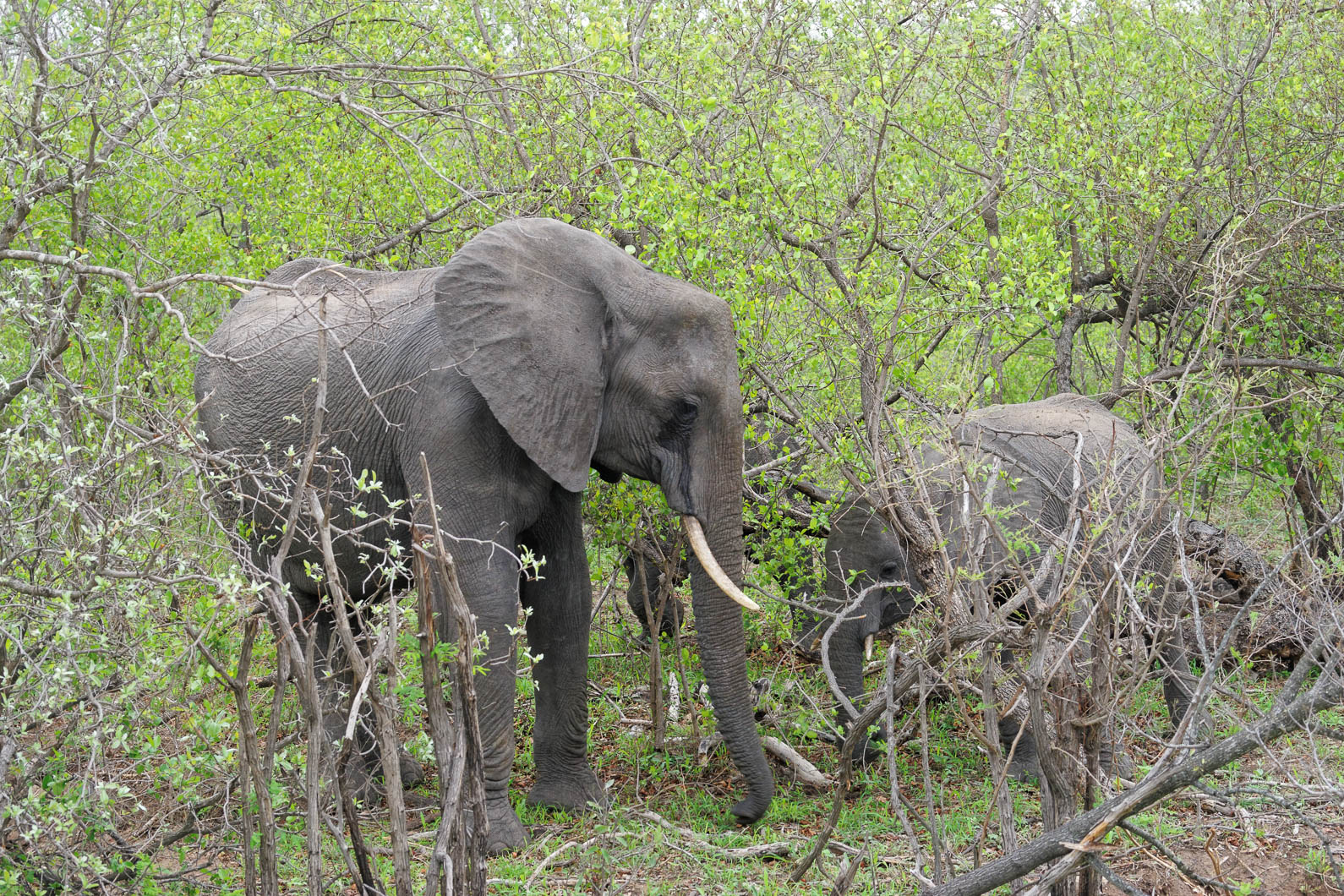 20161113 101505 Elefanten